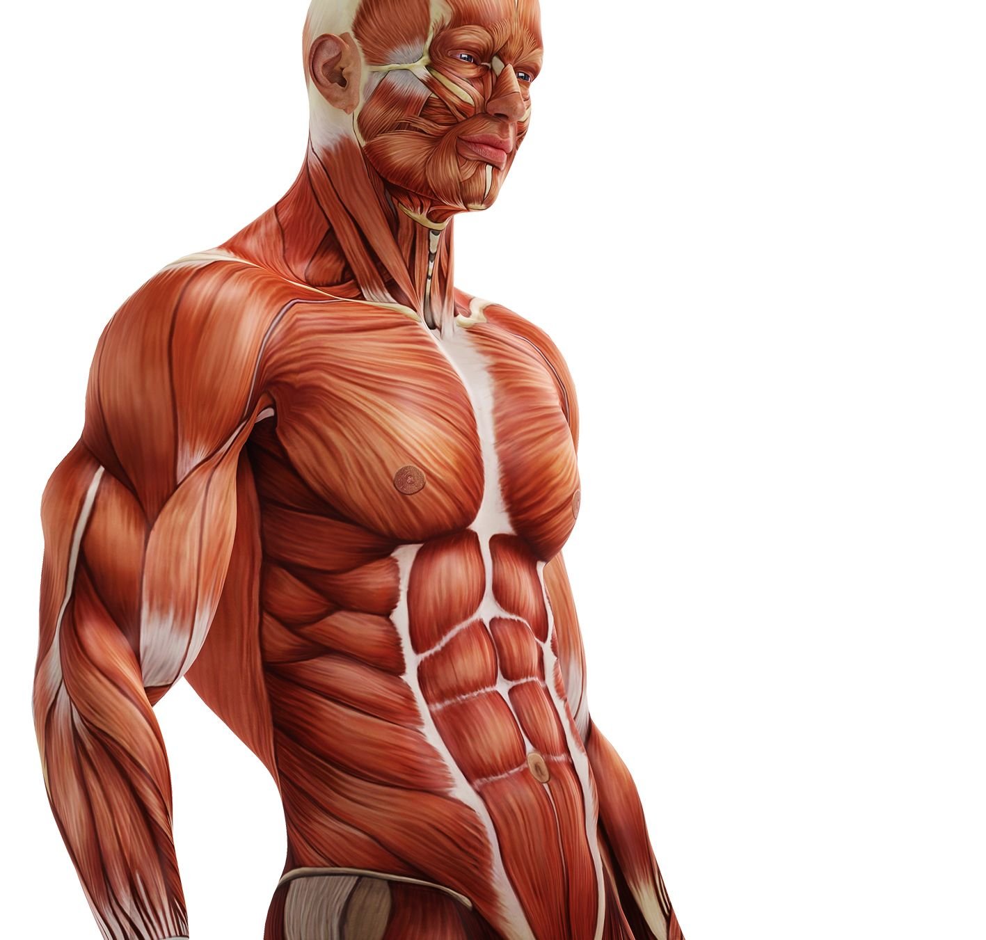 Мышцы картинка. Мышцы. Мышцы человека. Анатомия мышц. Мышцы тела анатомия.