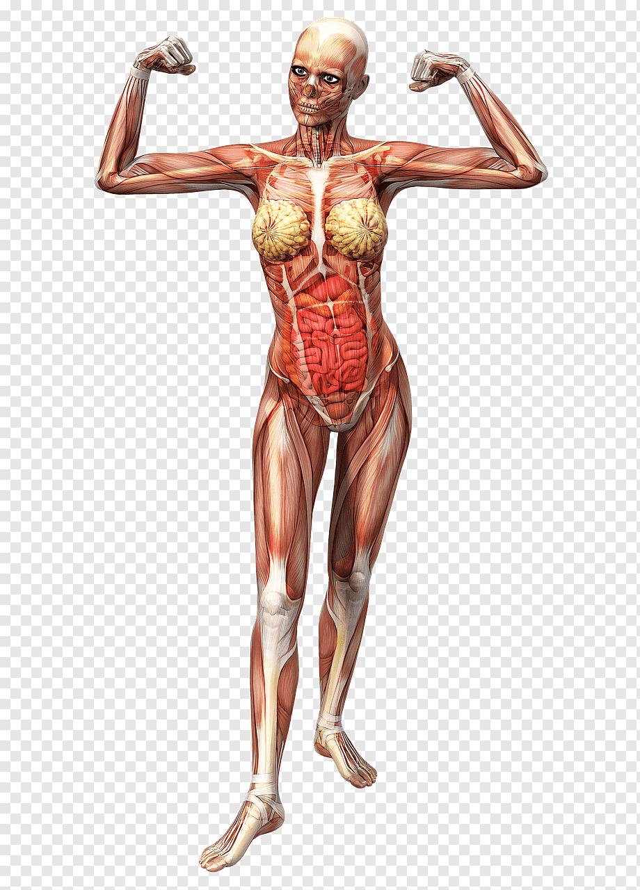 строение тела женщины фото