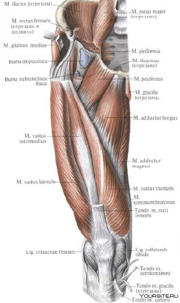 Квадрицепс мышцы анатомия