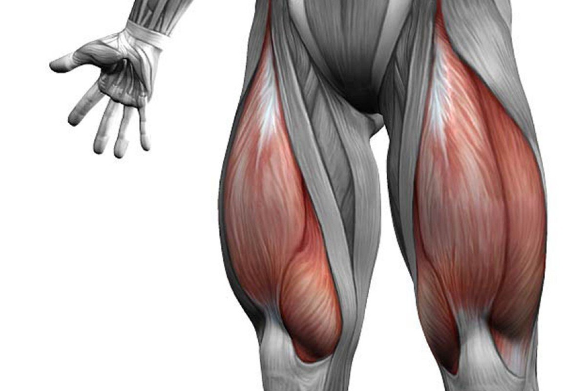Сухожилие прямой мышцы бедра анатомия