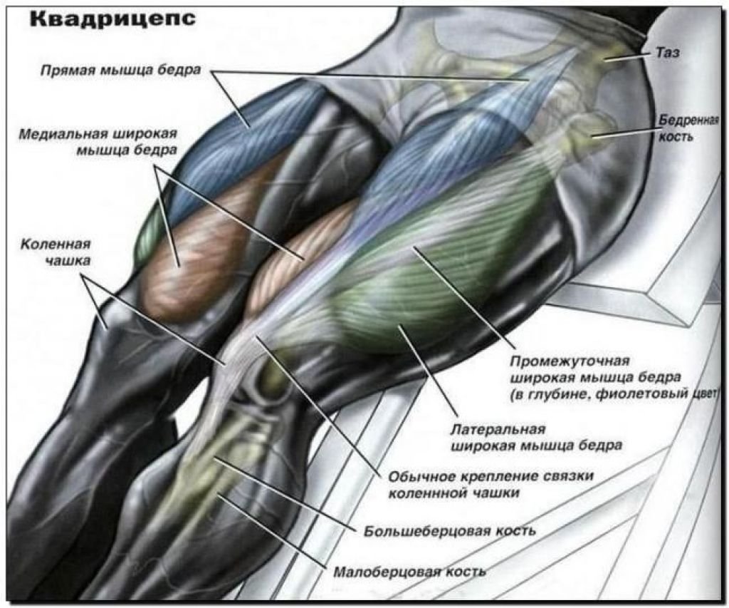 Четырехглавая мышца бедра анатомия