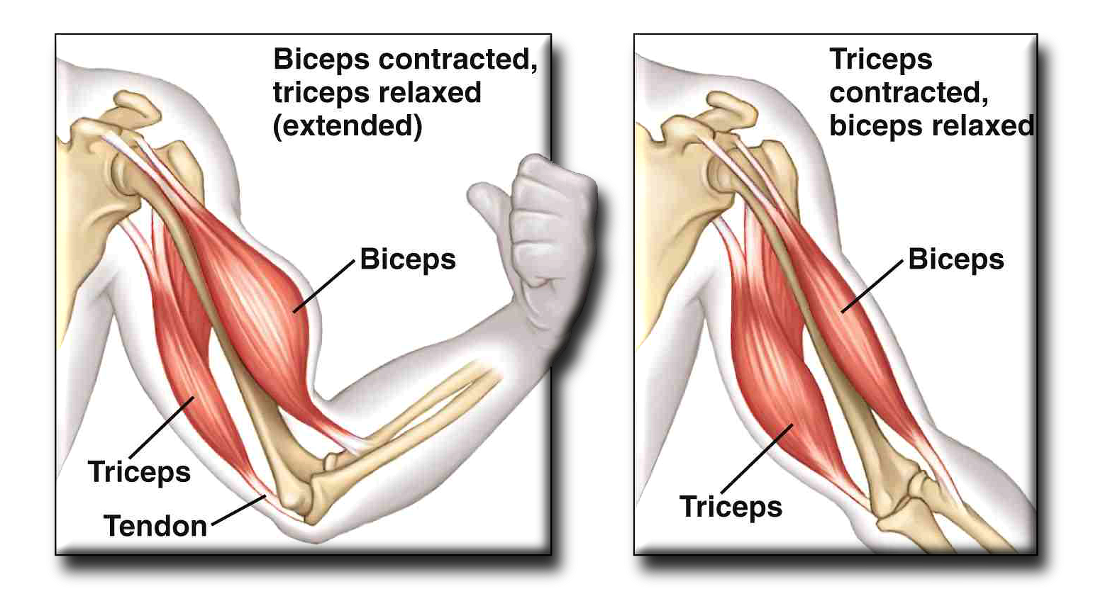 Как двигается рука человека. Бицепс и трицепс это мышцы. Мышцы человека бицепс трицепс. Мышцы рук бицепс трицепс. Трицепс и бицепс где находится.