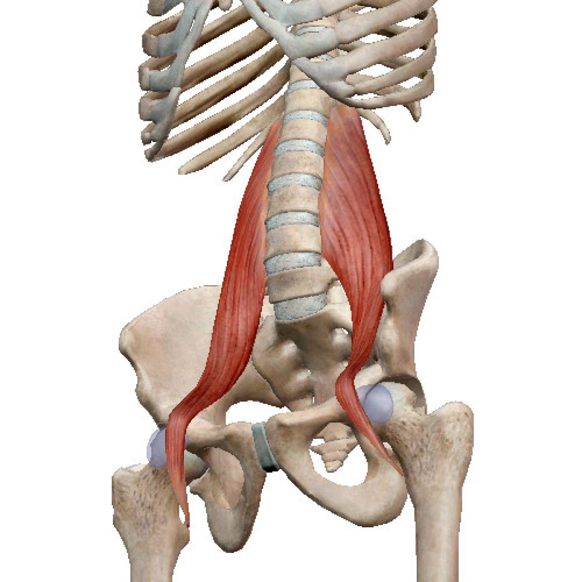 Подвздошная мышца поясницы анатомия
