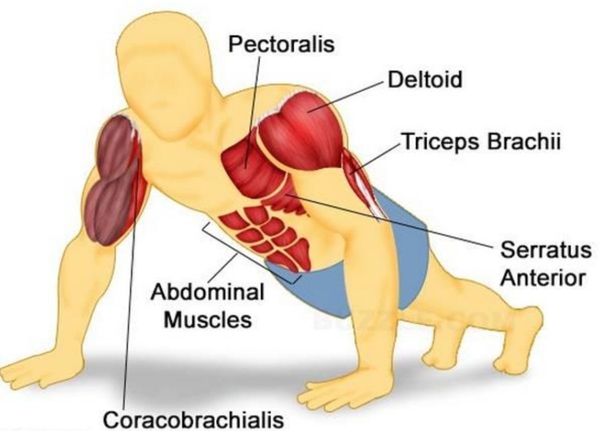 Развитие группы мышц. Мышцы задействованные при отжимании. Отжимания от пола какие мышцы задействованы. Мышцы работающие при отжимании от пола. Какие мышцы накачиваются при отжимании от пола.