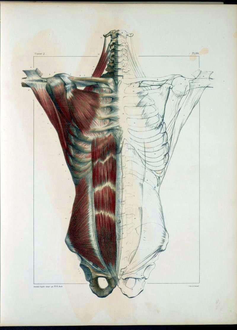 Анатомия большой ягодичной мышцы