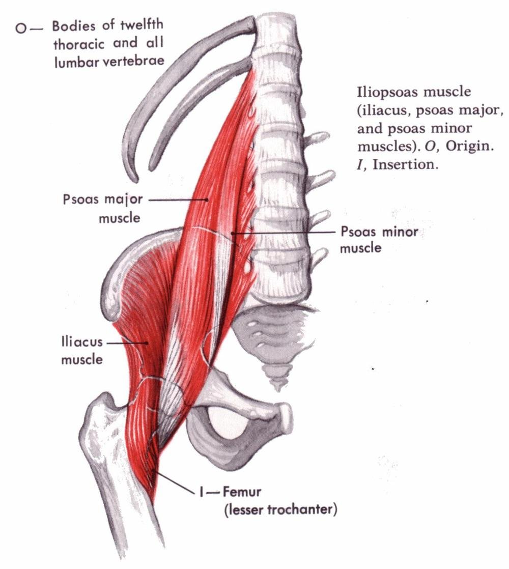 Илиопсоас подвздошно поясничная мышца