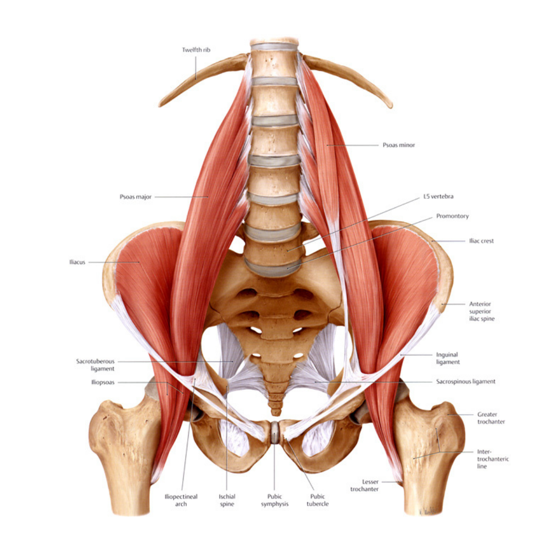 Разгибатели мышц спины и позвоночника