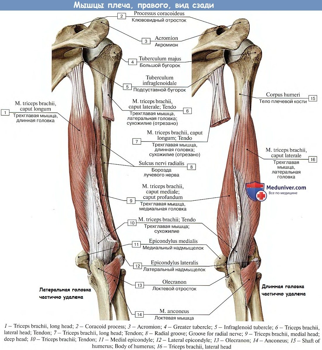 Длинная головка трехглавой мышцы плеча анатомия