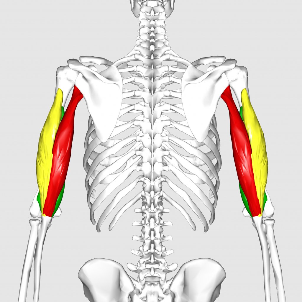 Мышцы плеча анатомия