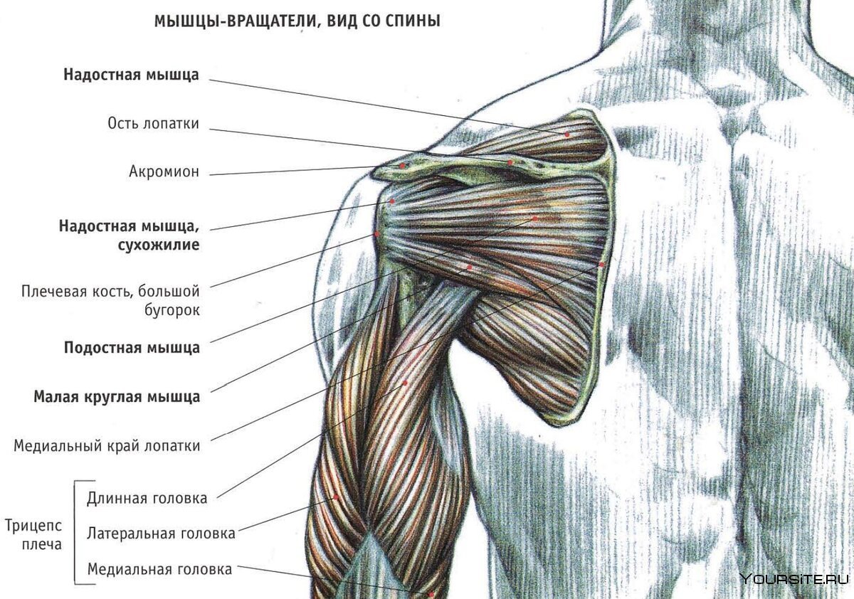 Длинная головка трехглавой мышцы плеча
