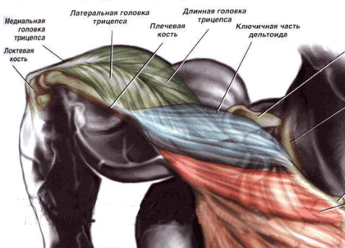 Biceps brachii мышца