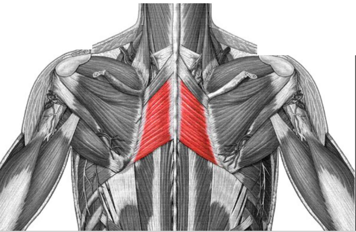 Iliopsoas PSOAS Major