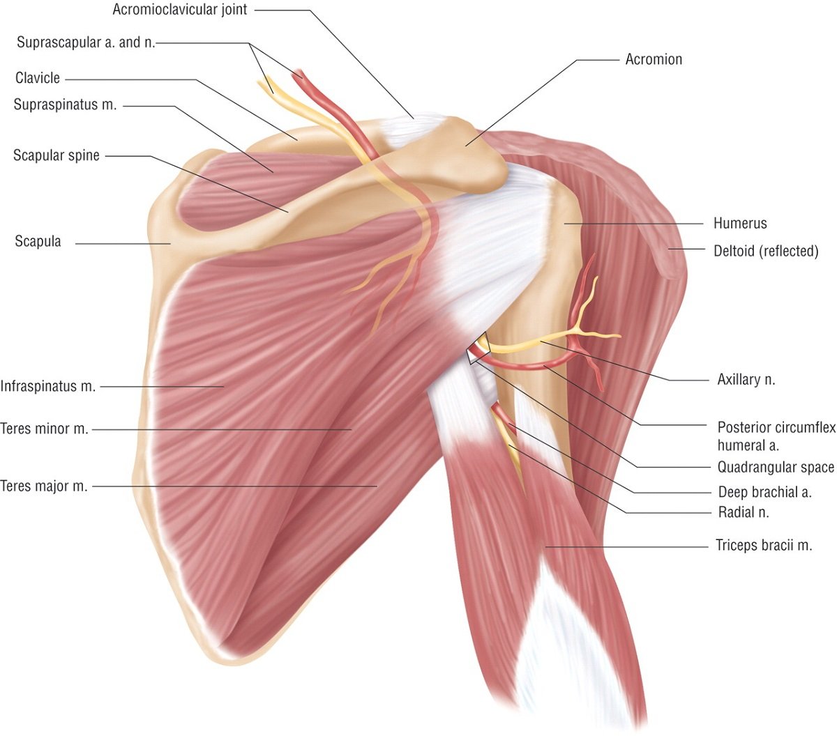 Ротаторная манжета плечевого сустава мышцы