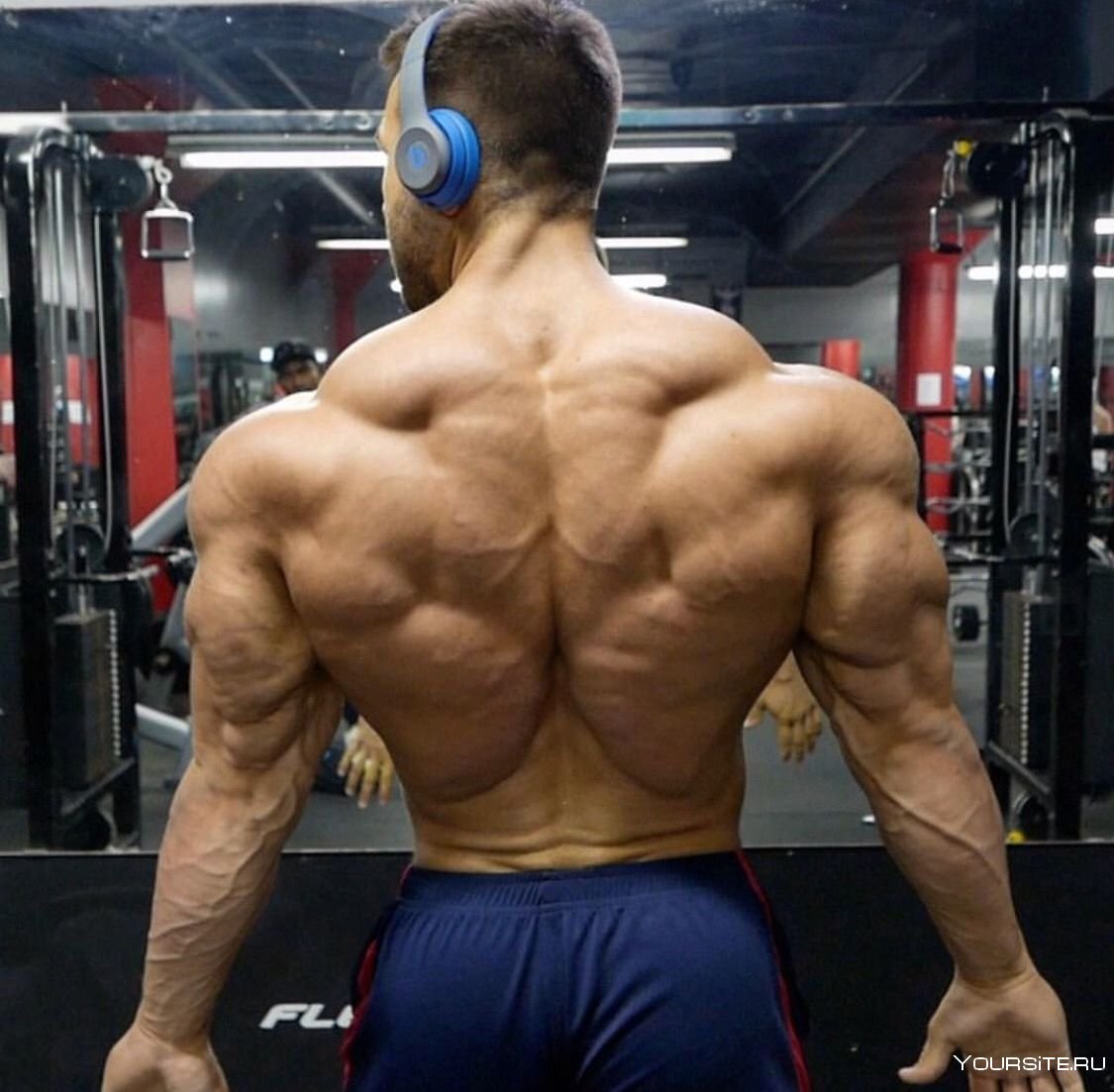 Мышцы спины трапециевидная мышца
