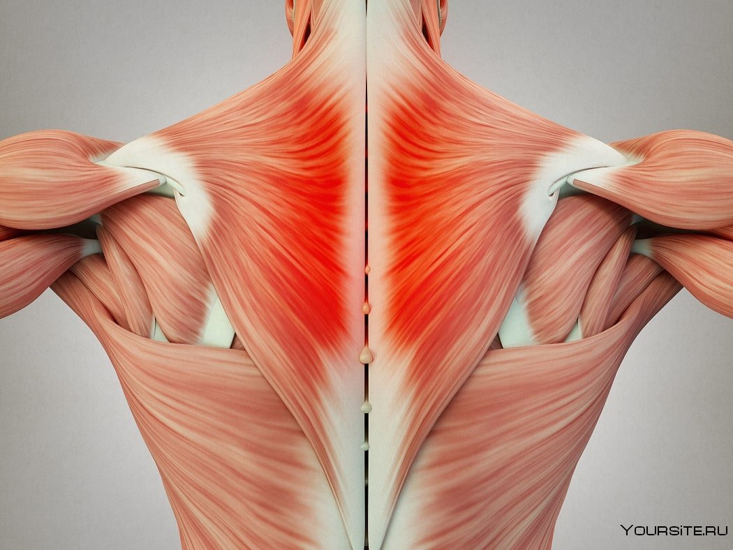 Поверхностные мышцы спины трапециевидная