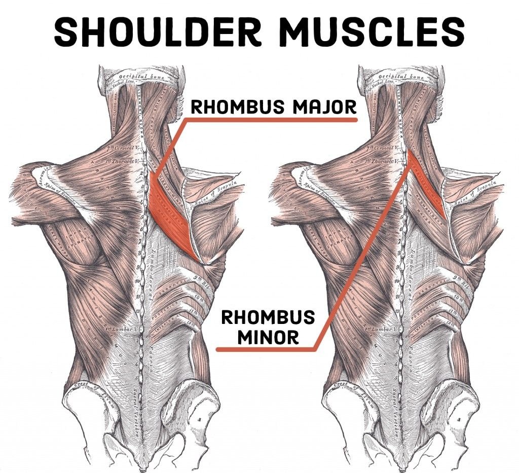 Функция ременной мышцы спины: