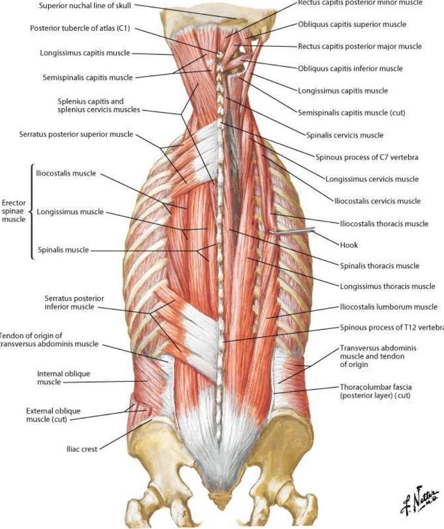 Мышца, выпрямляющая позвоночник m. Erector Spinae