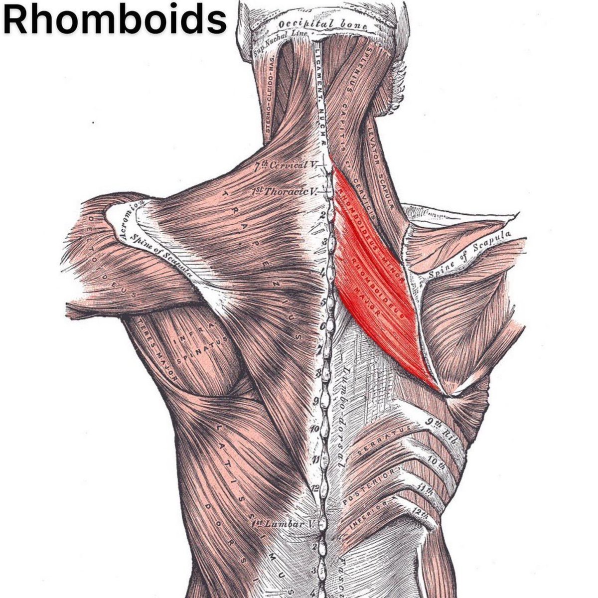 Iliopsoas PSOAS Major