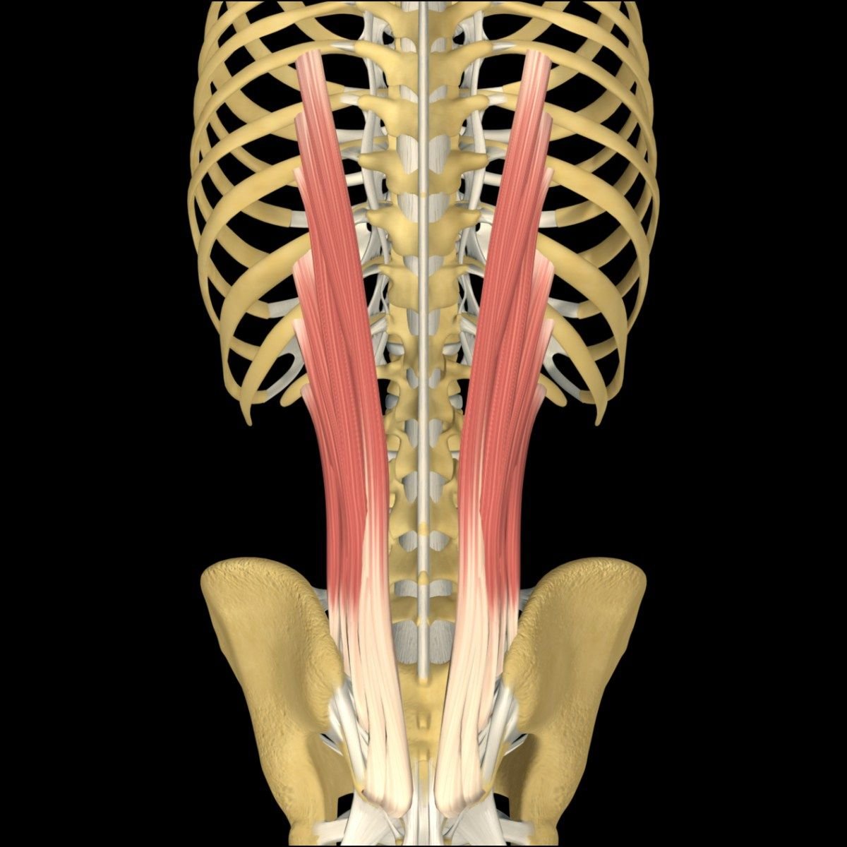 Erector Spinae