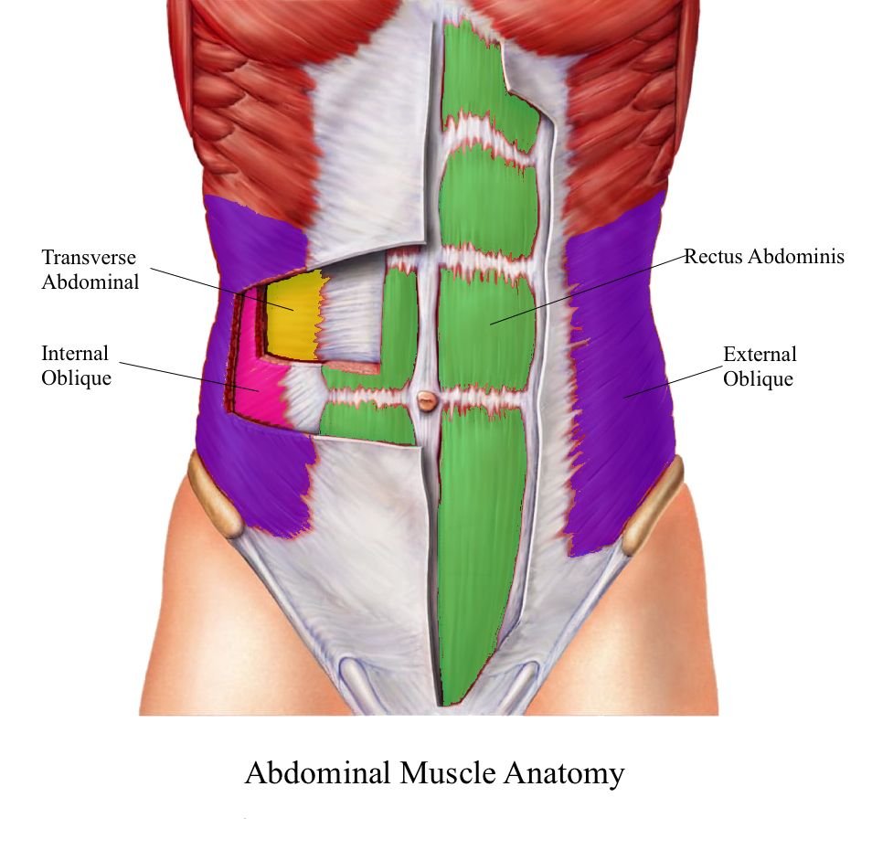 Мышцы живота послойно анатомия