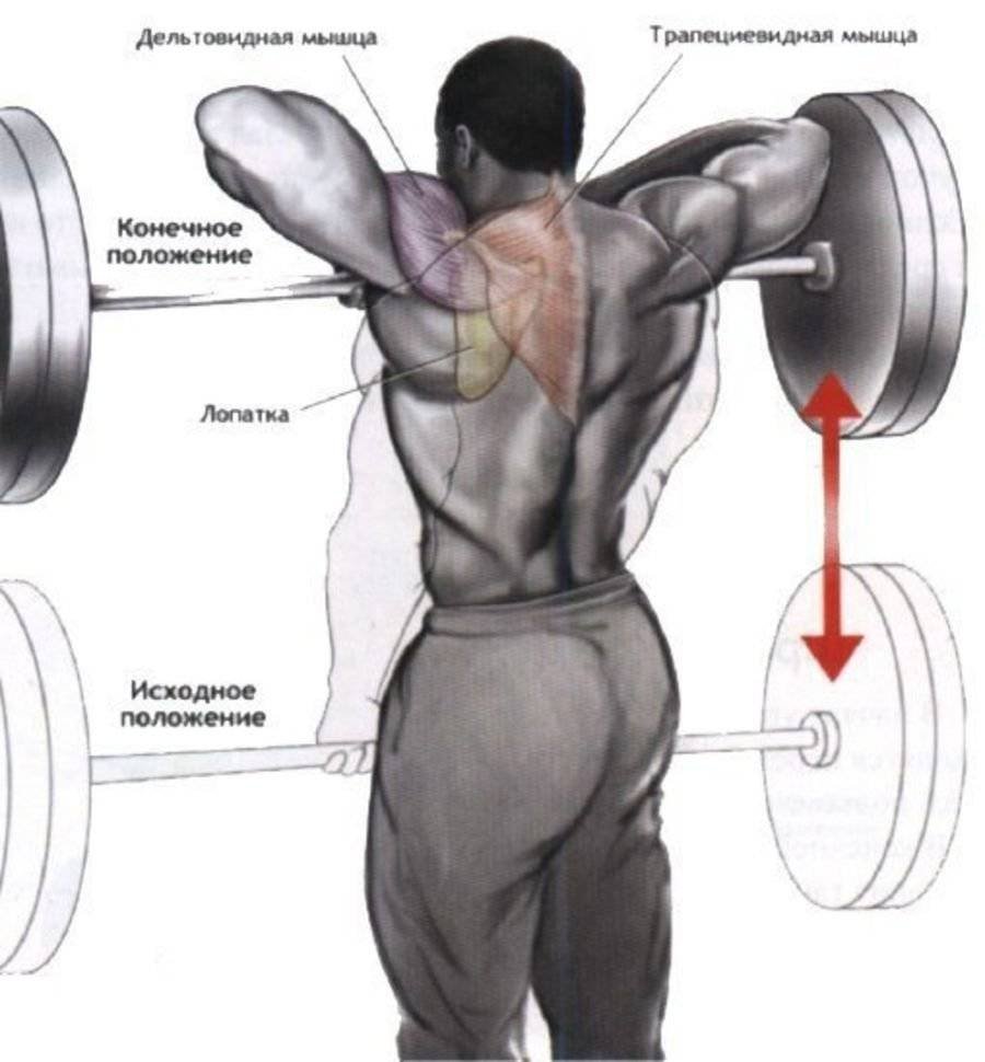 Упражнения на переднюю часть дельтовидной мышцы