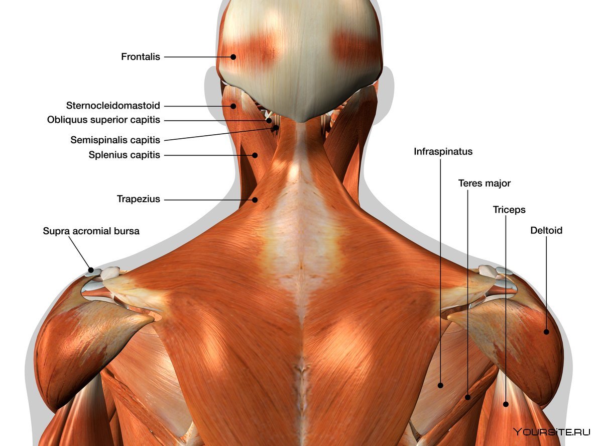 Строение мышц шеи сзади