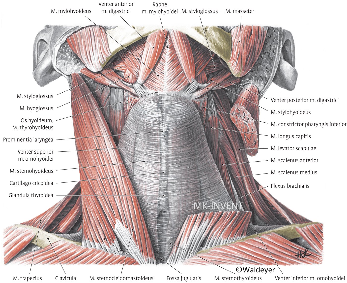 Мышцы шеи анатомия. Мышцы головы и шеи анатомический атлас. Мышцы шеи анатомия Синельников. Глубокие мышцы шеи анатомия на латыни. Мышцы шеи сзади анатомия.