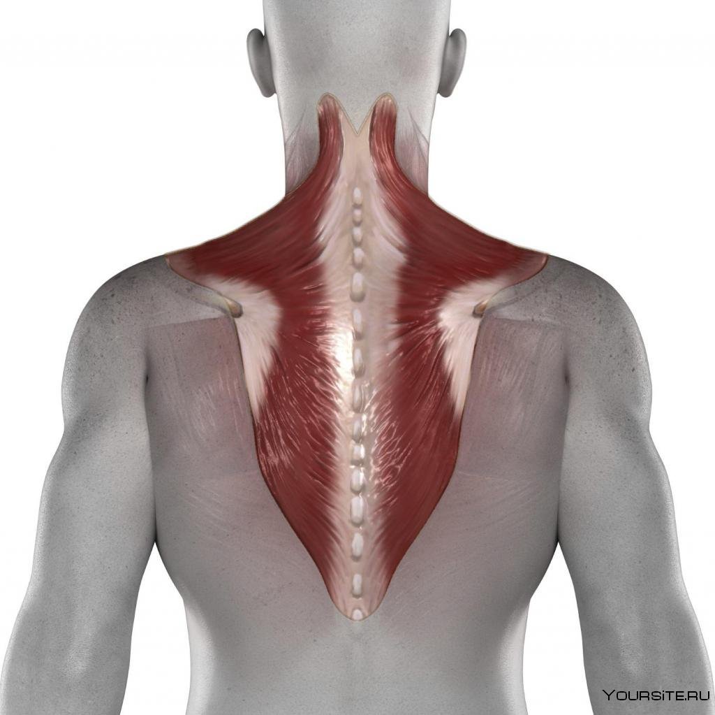 Мускулюс платизма