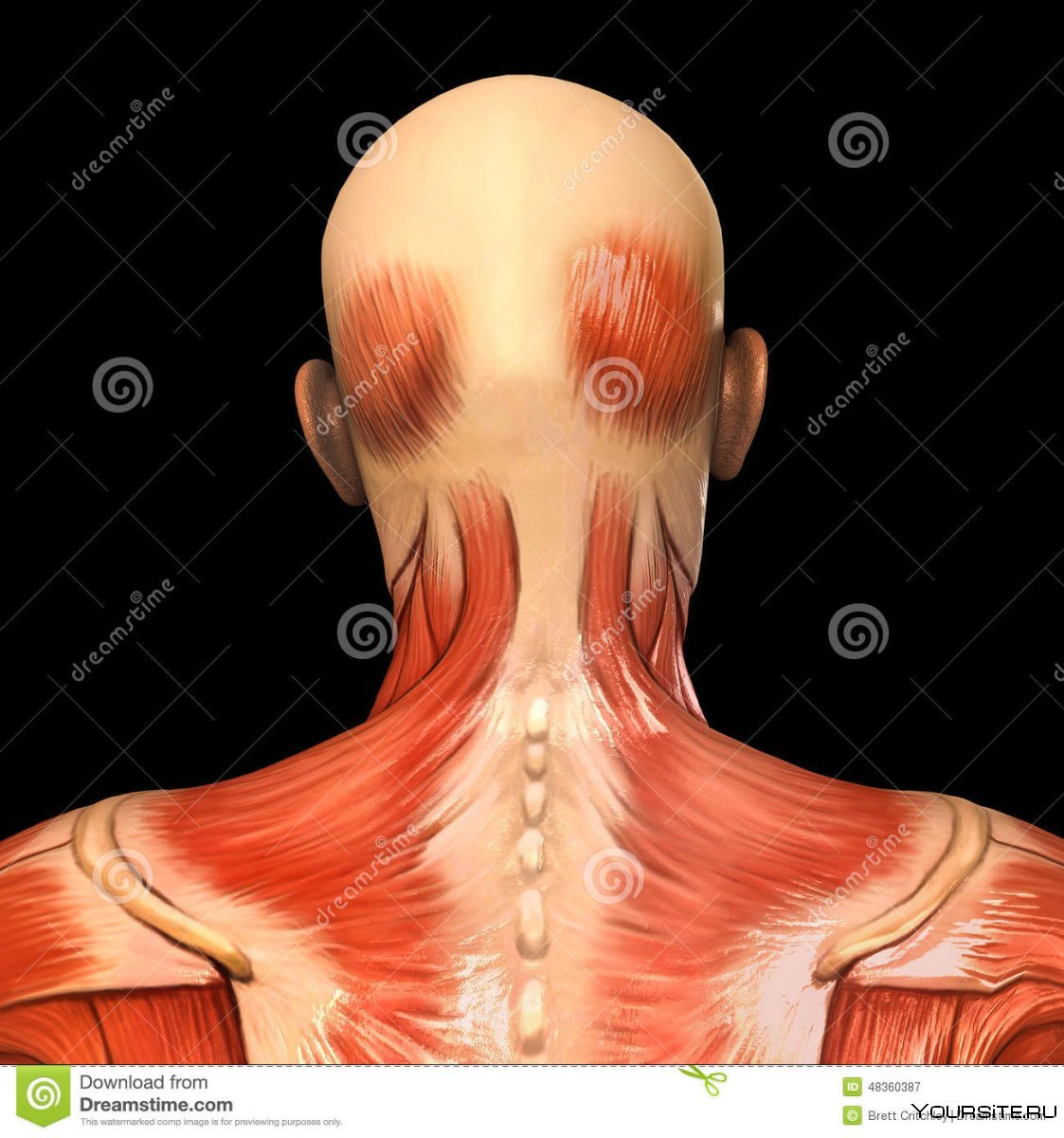 Разгибатели шеи мышцы анатомия