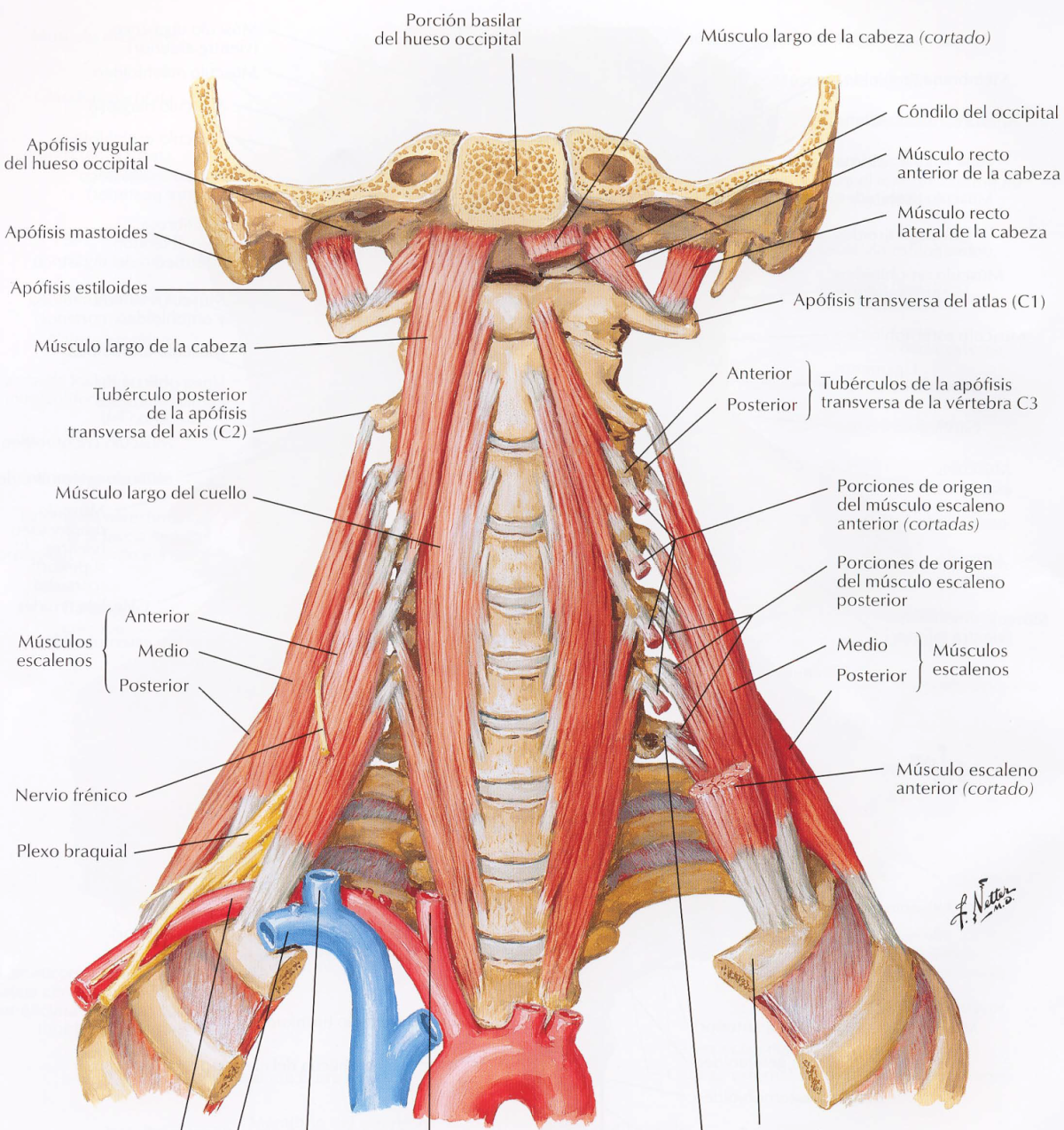 Мышцы шеи анатомия. Латеральная группа мышц шеи. Грудино подъязычная мышца шеи. Scalenus anterior мышца. Предпозвоночные мышцы шеи анатомия.