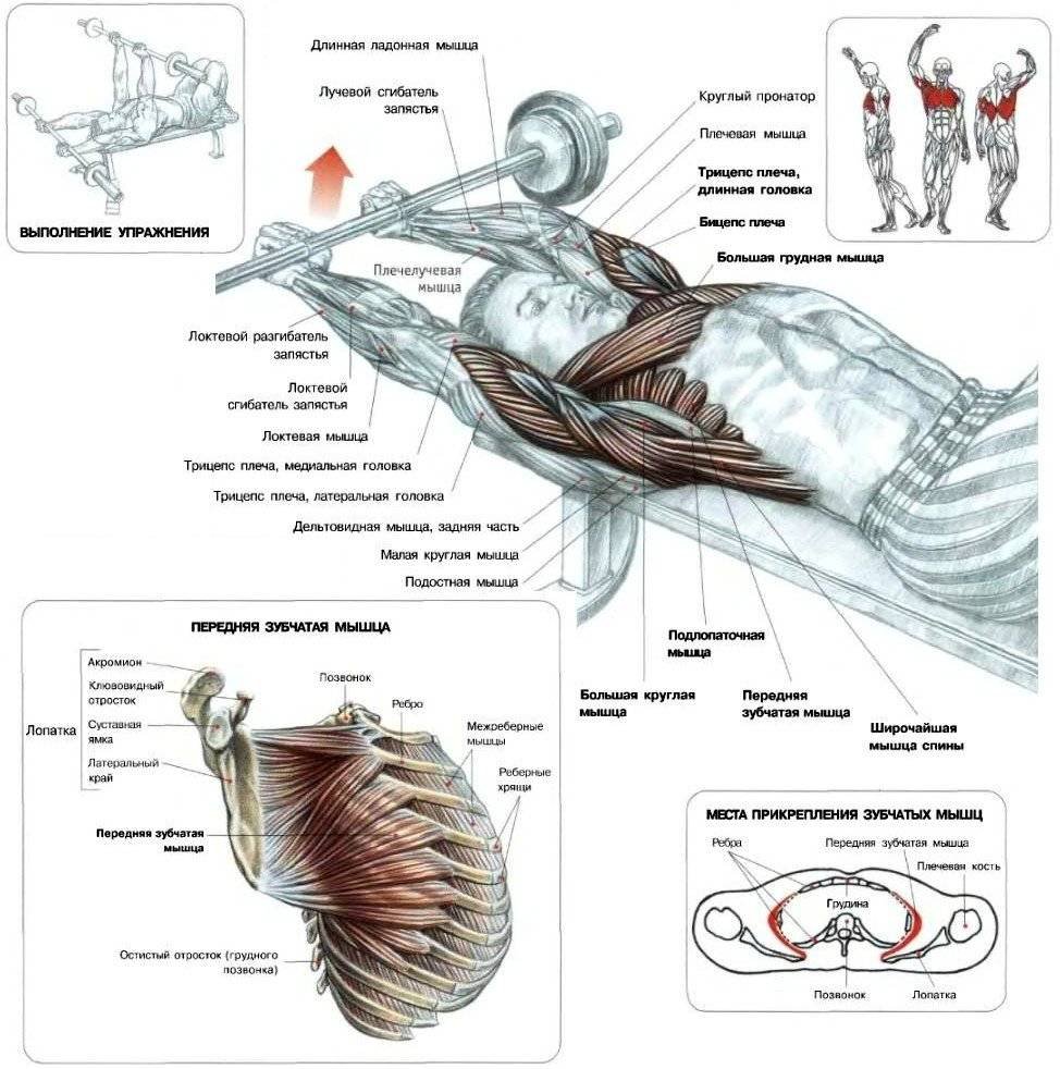 Серратус Антериор мышца