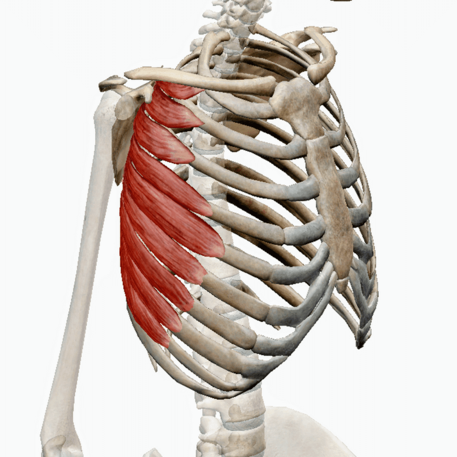 Широчайшая мышца спины прикрепление
