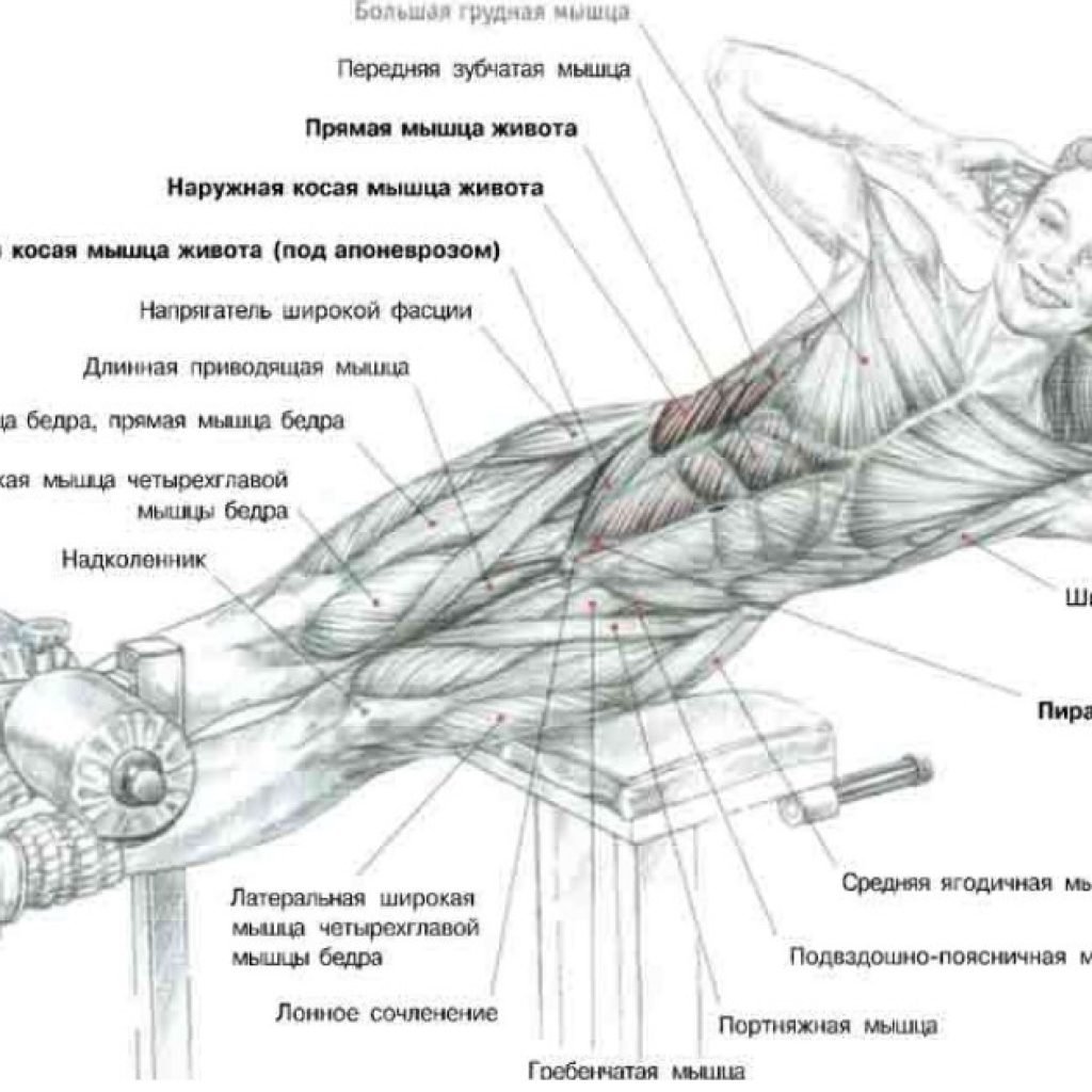 Serratus anterior мышца