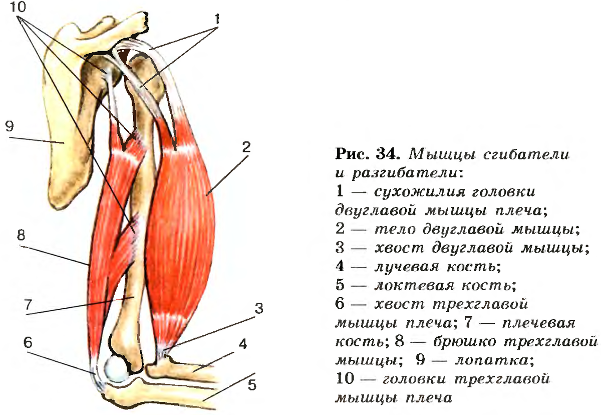 Мышцы руки анатомия трицепс