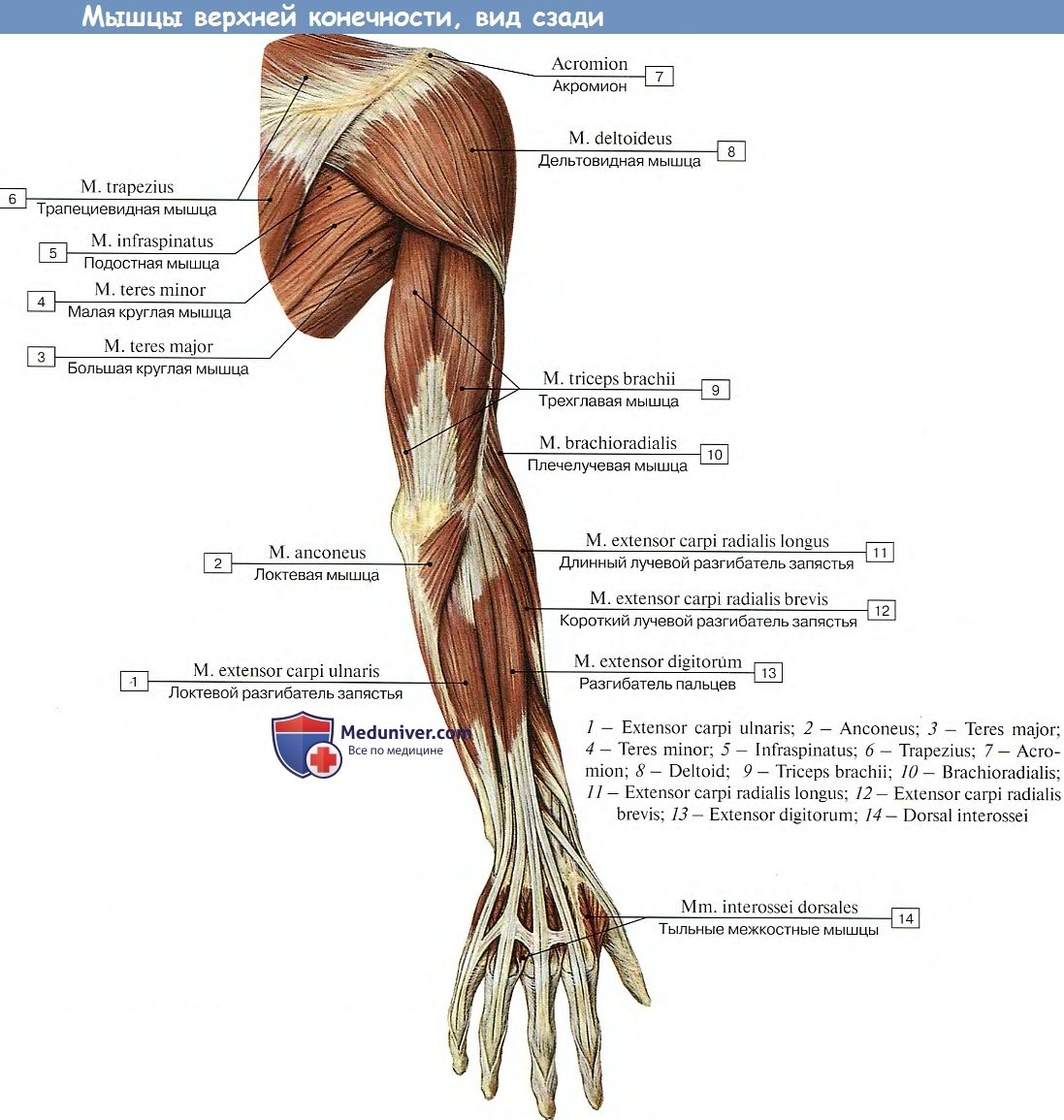Мышцы плечевого пояса и верхней конечности