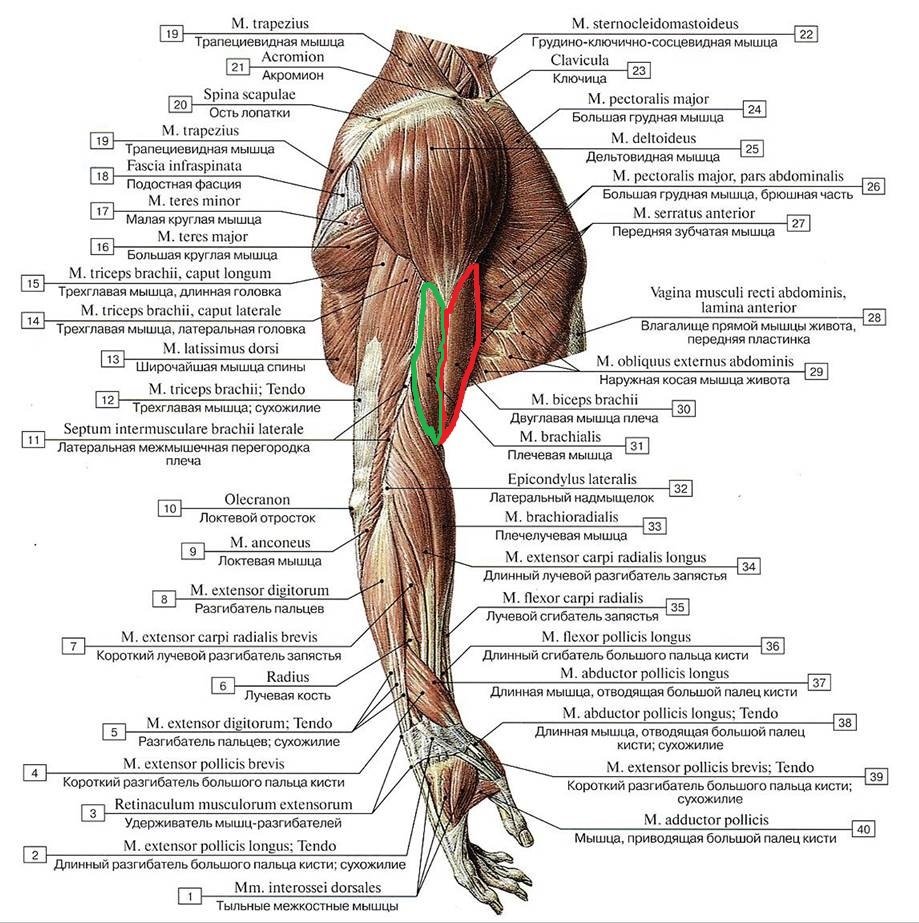 Мышцы верхней конечности и груди правой вид сбоку