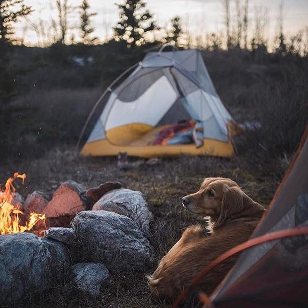 Палатка для похода с собакой