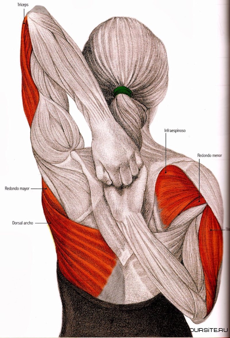 Воспаление задней дельты плеча