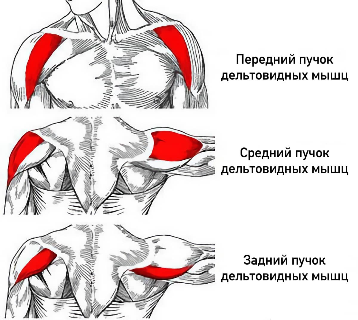 Пучок дельтовидной мышцы