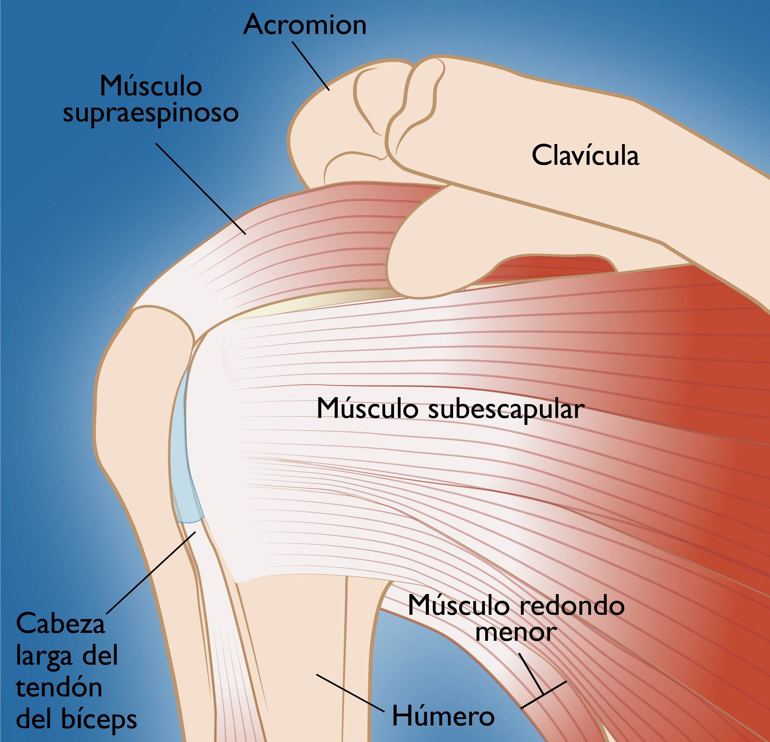 Разрыв надостного сухожилия плечевого сустава лечение. Ротаторная манжета плечевого сустава сухожилия. Мышцы ротаторной манжеты плечевого сустава. Сухожилие надостной мышцы анатомия. Анатомия плечевого сустава сухожилия надостной мышцы.