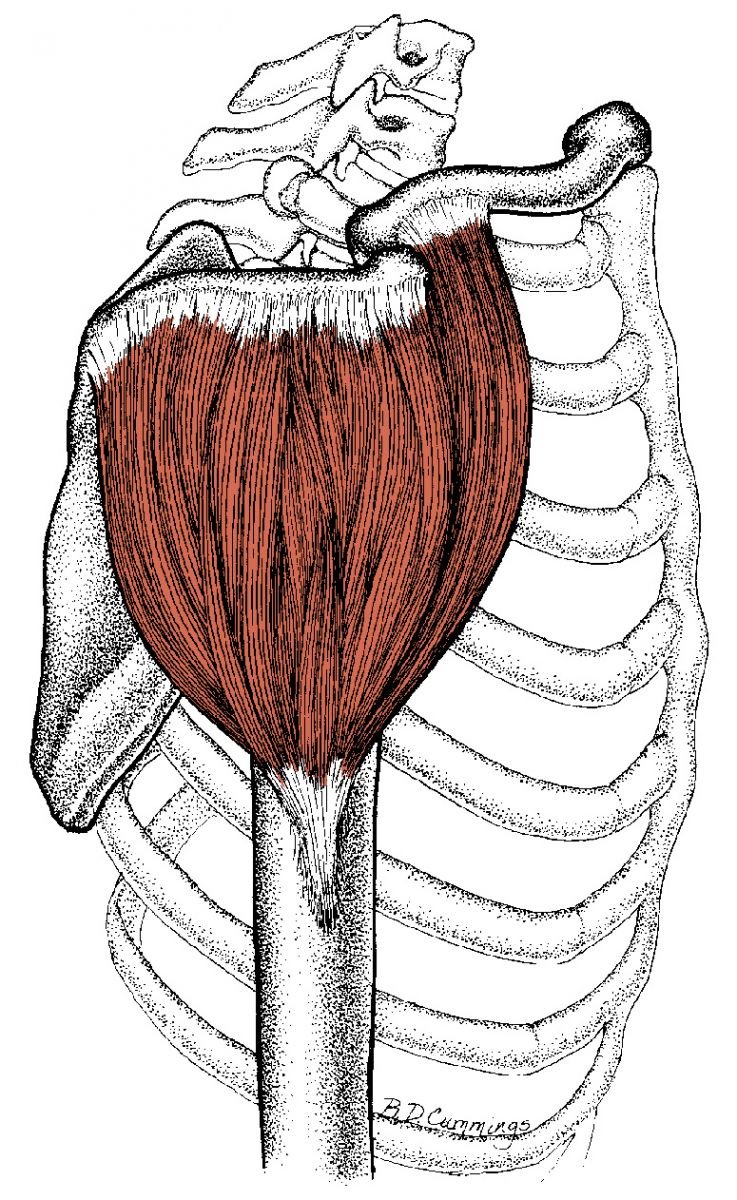 Musculus deltoideus анатомия