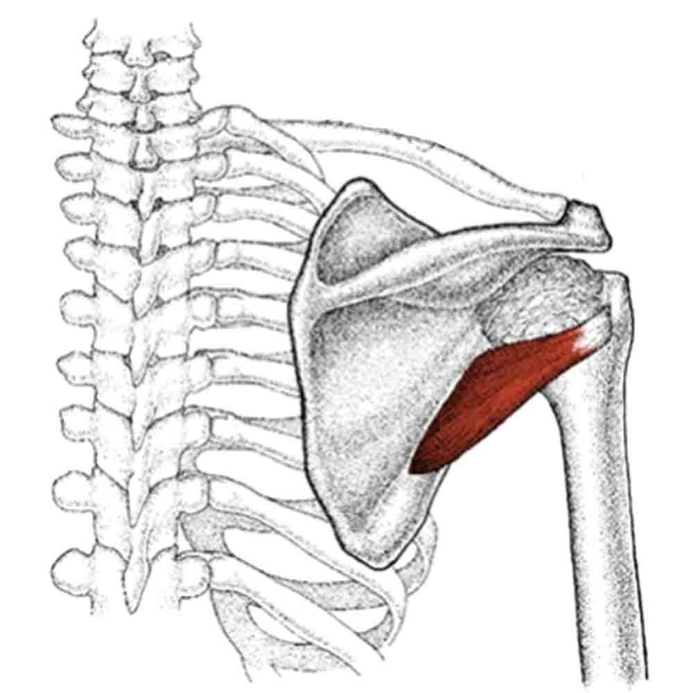 Надостная мышца плеча