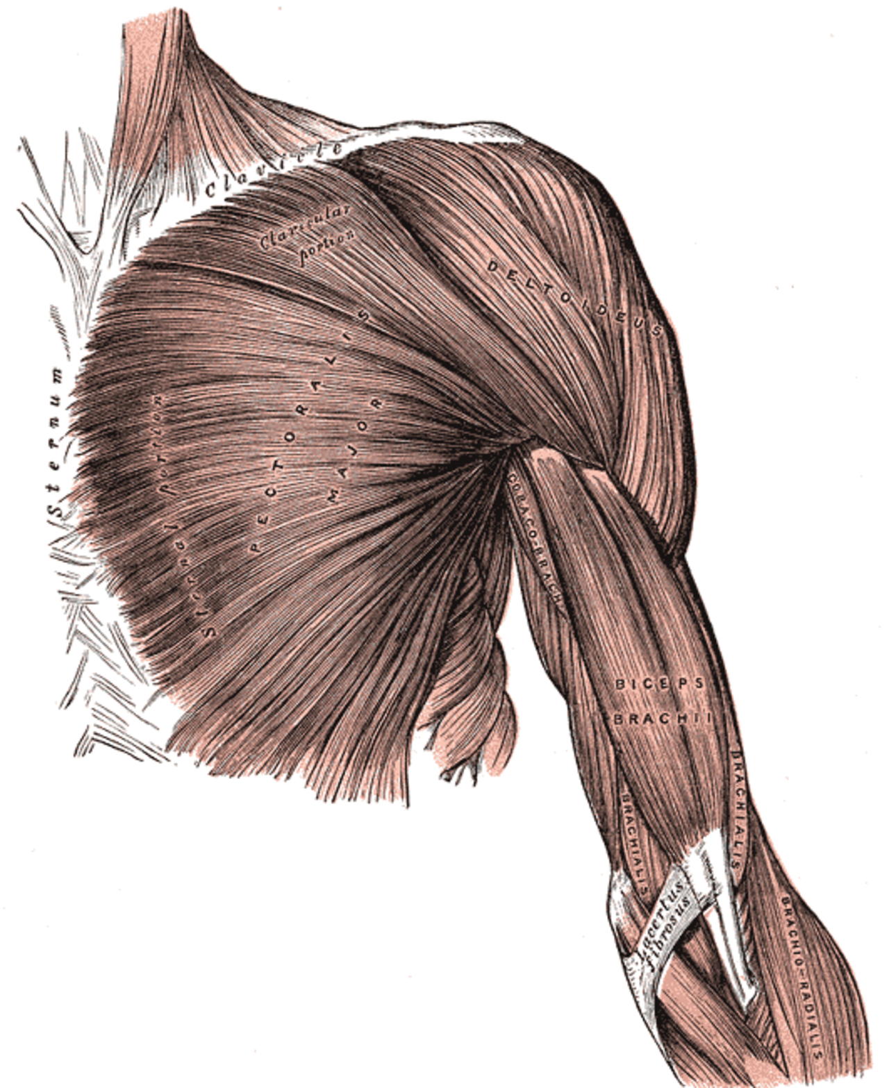 Передние пучки дельтовидных. Pectoralis Major мышца. Дельтовидная мышца анатомия. Фасция дельтовидной мышцы. Coracobrachialis мышца.