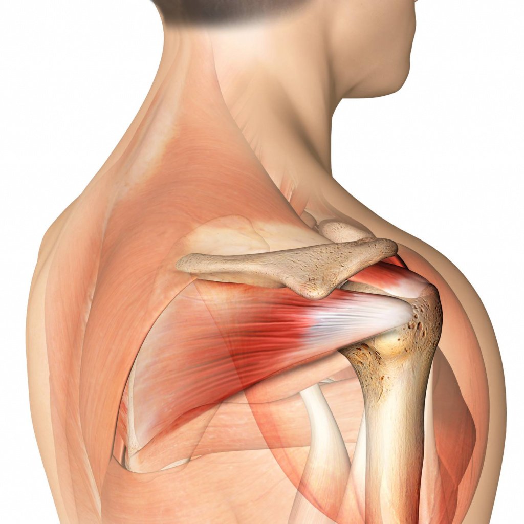 Подостная мышца спины