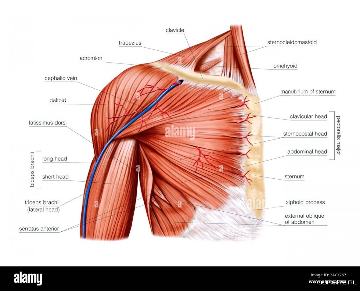 Тендинит надостной мышцы плечевого