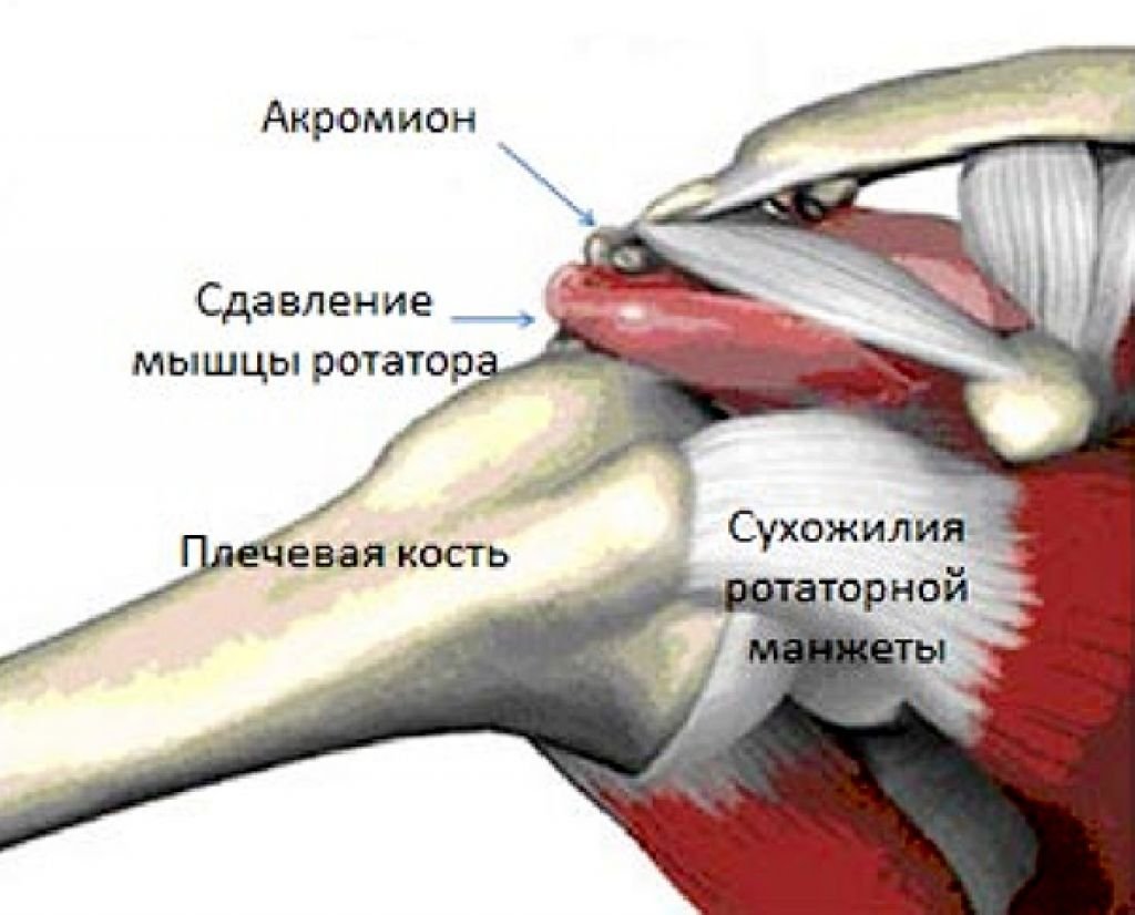 Мышцы плеча вид сзади