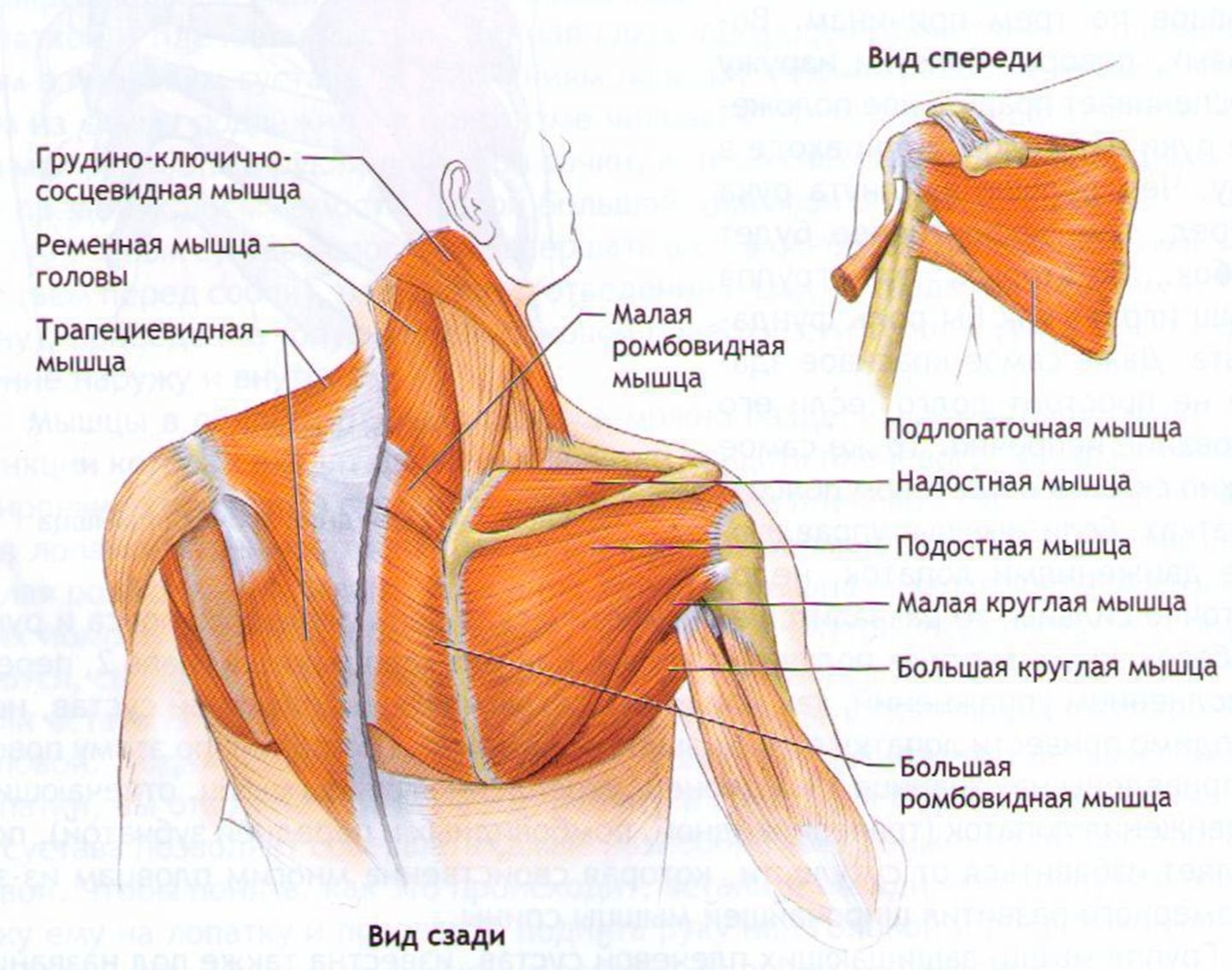 Строение плечевого сустава и мышцы