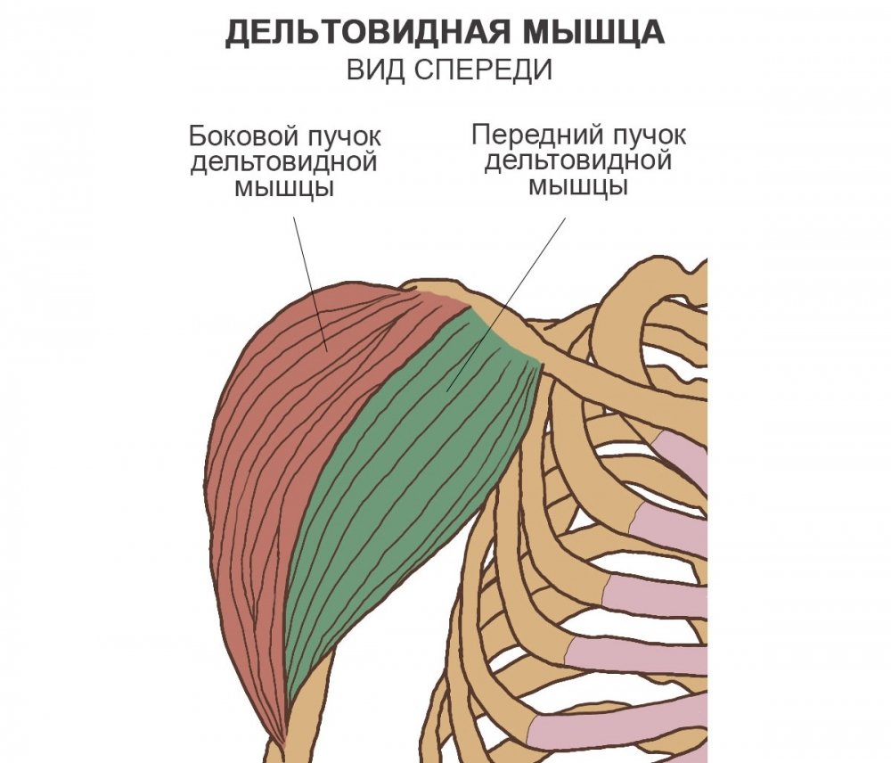 Передний пучок дельтовидной мышцы