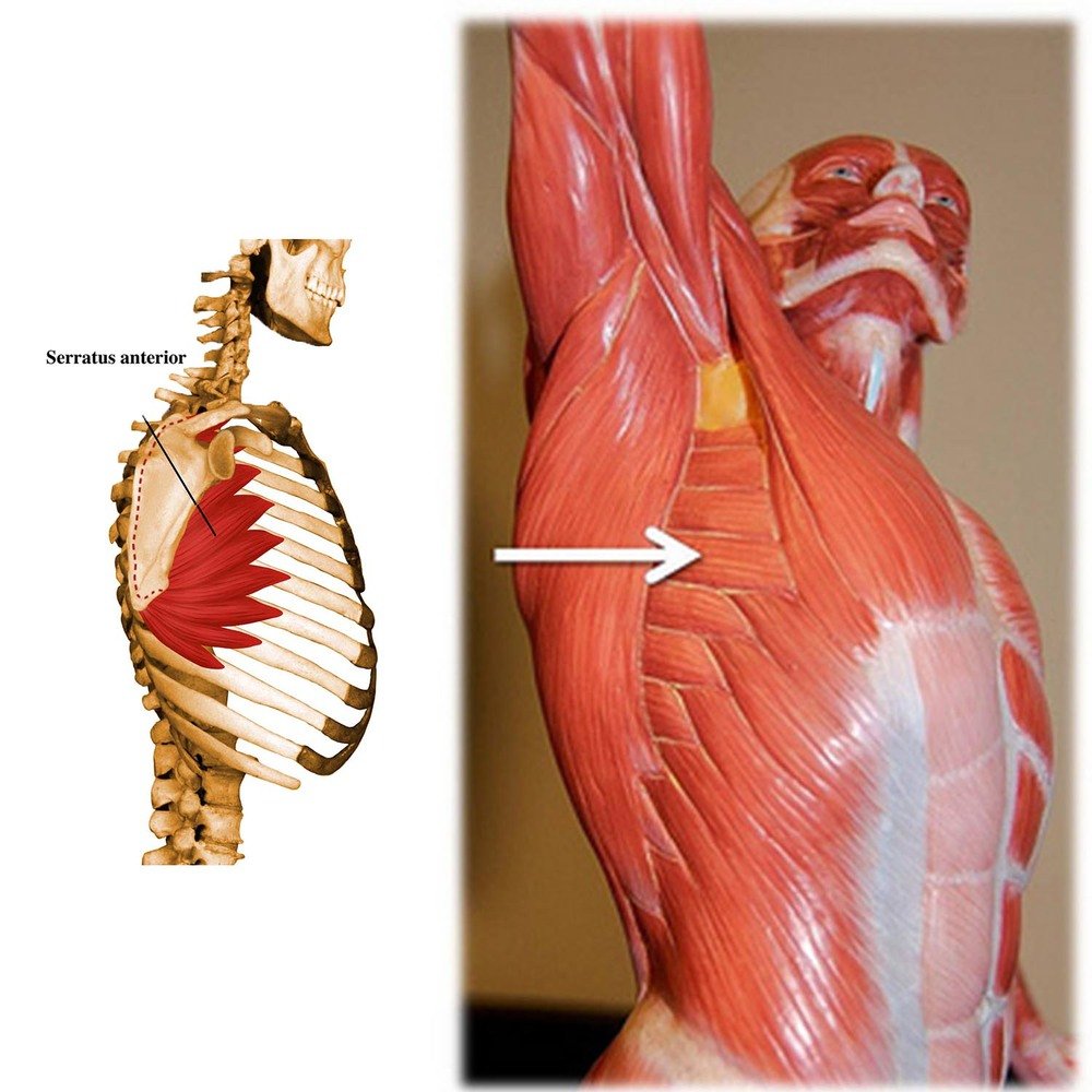 Подвздошно-поясничная мышца анатомия