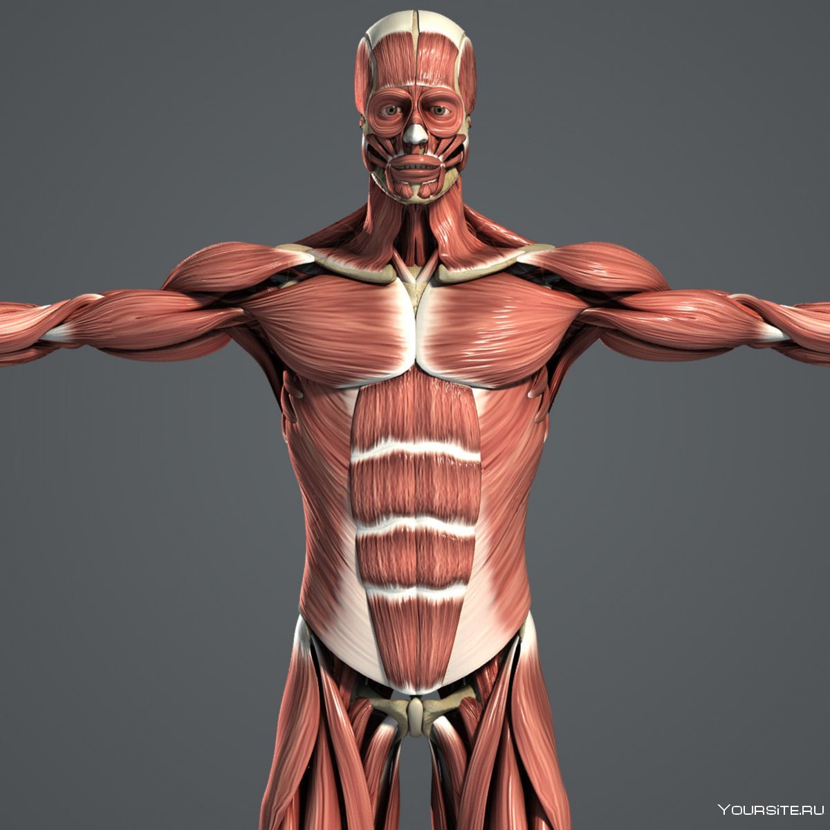 Анатомия мышц 3д muscular System приложения